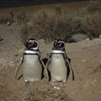 23.12.2012 Puerto Madryn
