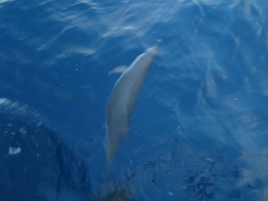IMG_6899