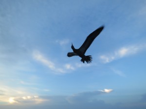 IMG_7303