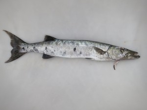 IMG_7397